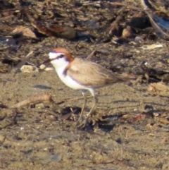 Anarhynchus ruficapillus (Red-capped Plover) at Rollingstone, QLD - 14 Aug 2024 by lbradley