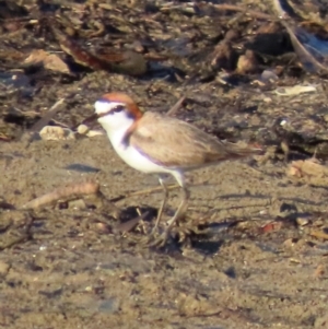 Anarhynchus ruficapillus at Rollingstone, QLD - 15 Aug 2024 07:34 AM