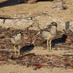 Esacus magnirostris (Beach Stone-curlew) at Rollingstone, QLD - 14 Aug 2024 by lbradley