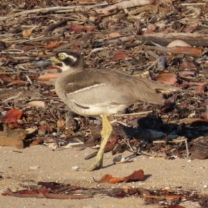 Esacus magnirostris at Rollingstone, QLD - 15 Aug 2024