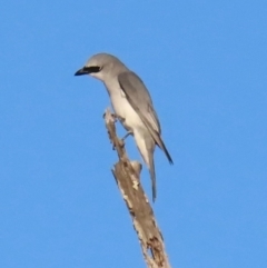 Coracina papuensis (White-bellied Cuckooshrike) at Rollingstone, QLD - 15 Aug 2024 by lbradley