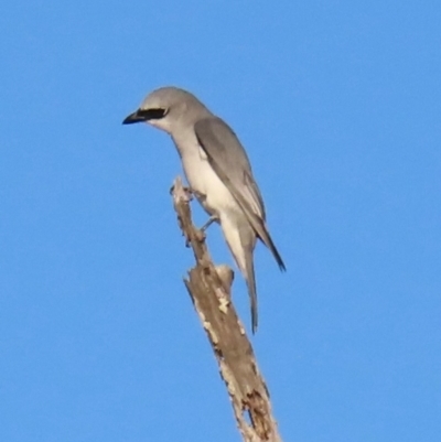 Coracina papuensis (White-bellied Cuckooshrike) at Rollingstone, QLD - 14 Aug 2024 by lbradley