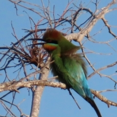 Merops ornatus (Rainbow Bee-eater) at Rollingstone, QLD - 14 Aug 2024 by lbradley