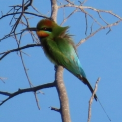 Merops ornatus at Rollingstone, QLD - 15 Aug 2024