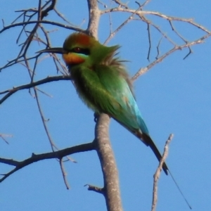 Merops ornatus at Rollingstone, QLD - 15 Aug 2024 07:25 AM