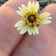 Tridax procumbens (Tridax Daisy) at Rollingstone, QLD - 14 Aug 2024 by lbradley