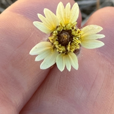 Tridax procumbens (Tridax Daisy) at Rollingstone, QLD - 14 Aug 2024 by lbradley