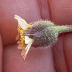 Tridax procumbens at Rollingstone, QLD - 15 Aug 2024 08:11 AM