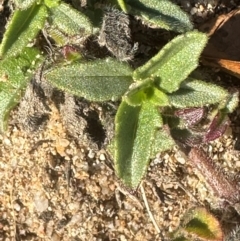 Tridax procumbens at Rollingstone, QLD - 15 Aug 2024 08:11 AM