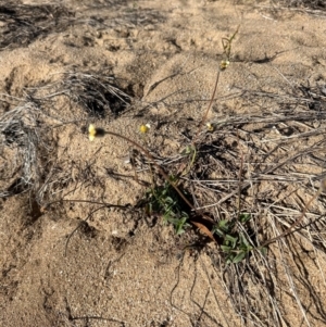 Tridax procumbens at Rollingstone, QLD - 15 Aug 2024 08:11 AM