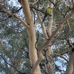 Polytelis swainsonii (Superb Parrot) at Torrens, ACT - 15 Aug 2024 by nathkay