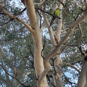 Polytelis swainsonii at Torrens, ACT - suppressed