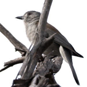 Colluricincla harmonica at Rendezvous Creek, ACT - 8 Aug 2024 02:21 PM