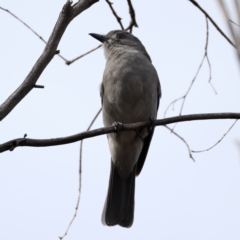 Colluricincla harmonica at Rendezvous Creek, ACT - 8 Aug 2024 02:21 PM