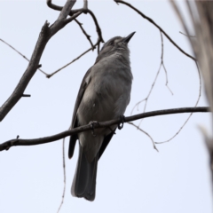 Colluricincla harmonica at Rendezvous Creek, ACT - 8 Aug 2024 02:21 PM