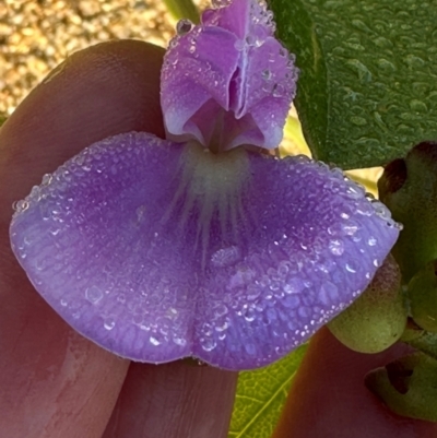 Canavalia rosea (Coastal Jack Bean) at Rollingstone, QLD - 14 Aug 2024 by lbradley