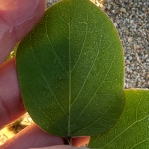 Canavalia rosea at Rollingstone, QLD - 15 Aug 2024