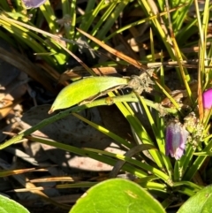 Canavalia rosea at Rollingstone, QLD - 15 Aug 2024