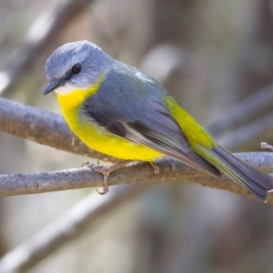 Eopsaltria australis at Rendezvous Creek, ACT - 8 Aug 2024