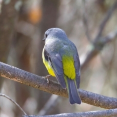 Eopsaltria australis at Rendezvous Creek, ACT - 8 Aug 2024