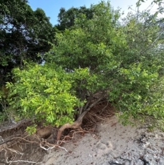 Capparis lucida at Rollingstone, QLD - 14 Aug 2024 by lbradley