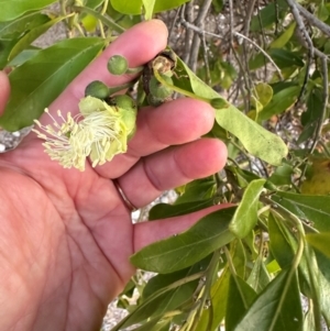 Capparis lucida at Rollingstone, QLD - 14 Aug 2024 06:05 PM