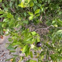 Capparis lucida at Rollingstone, QLD - 14 Aug 2024 06:05 PM