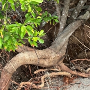 Capparis lucida at Rollingstone, QLD - 14 Aug 2024 06:05 PM