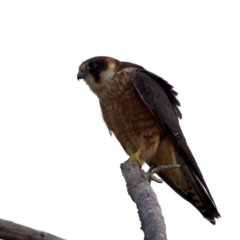 Falco longipennis at Booth, ACT - 8 Aug 2024 04:10 PM