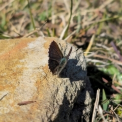 Paralucia crosbyi (Violet Copper Butterfly) at Captains Flat, NSW - 15 Aug 2024 by Csteele4