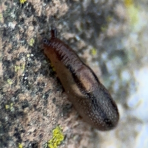 Ambigolimax sp. (valentius and waterstoni) at Ainslie, ACT - 14 Aug 2024