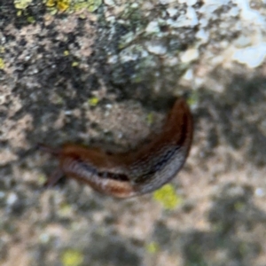 Ambigolimax sp. (valentius and waterstoni) at Ainslie, ACT - 14 Aug 2024