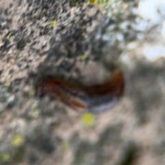 Ambigolimax sp. (valentius and waterstoni) at Ainslie, ACT - 14 Aug 2024