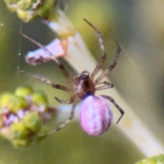 Araneinae (subfamily) at Oaks Estate, ACT - 14 Aug 2024 by Hejor1