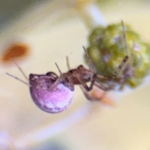 Thomisidae (family) at Oaks Estate, ACT - 14 Aug 2024