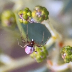 Thomisidae (family) at Oaks Estate, ACT - 14 Aug 2024