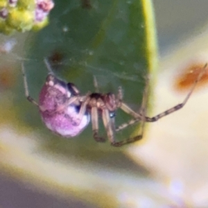 Thomisidae (family) at Oaks Estate, ACT - 14 Aug 2024