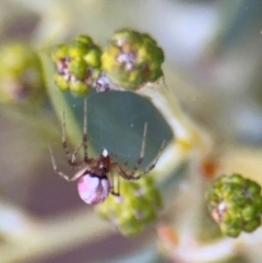 Thomisidae (family) at Oaks Estate, ACT - 14 Aug 2024