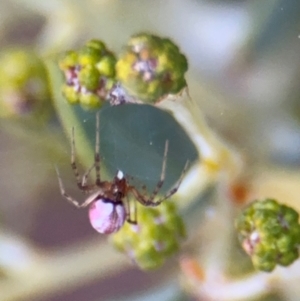 Thomisidae (family) at Oaks Estate, ACT - 14 Aug 2024