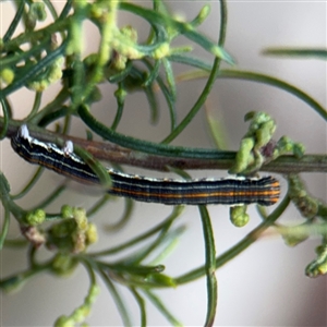 Chlenias (genus) at Braddon, ACT - 19 Sep 2024