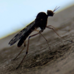 Sylvicola dubius (Wood-gnat) at Dickson, ACT - 14 Aug 2024 by Hejor1