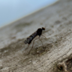 Sylvicola dubius at Dickson, ACT - 14 Aug 2024