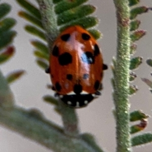 Hippodamia variegata at Forde, ACT - 14 Aug 2024 04:59 PM