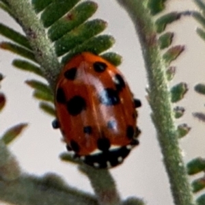 Hippodamia variegata at Forde, ACT - 14 Aug 2024 04:59 PM