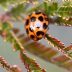 Harmonia conformis (Common Spotted Ladybird) at Ainslie, ACT - 14 Aug 2024 by Hejor1