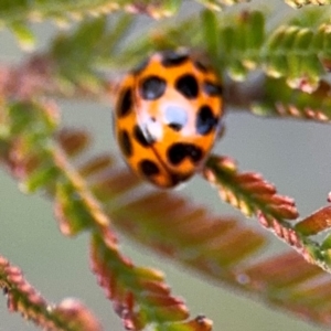 Harmonia conformis at Ainslie, ACT - 14 Aug 2024