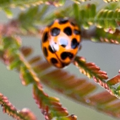 Harmonia conformis (Common Spotted Ladybird) at Ainslie, ACT - 14 Aug 2024 by Hejor1