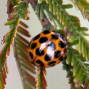 Harmonia conformis at Ainslie, ACT - 14 Aug 2024 04:56 PM