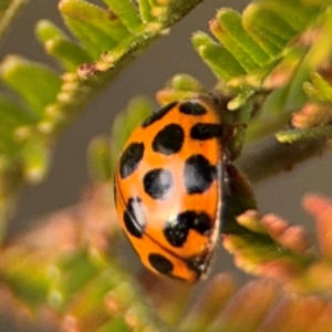 Harmonia conformis at Ainslie, ACT - 14 Aug 2024 04:56 PM