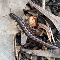 Paradoxosomatidae sp. (family) at Watson, ACT - 14 Aug 2024 by Hejor1